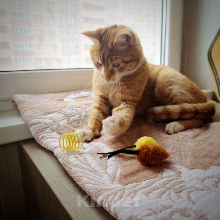 Кошки в Москве: Рыжему счастью нужен дом Мальчик, Бесплатно - фото 7