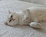 Кошки в Тюмени: Отдам британскую шиншиллу Девочка, Бесплатно - фото 2