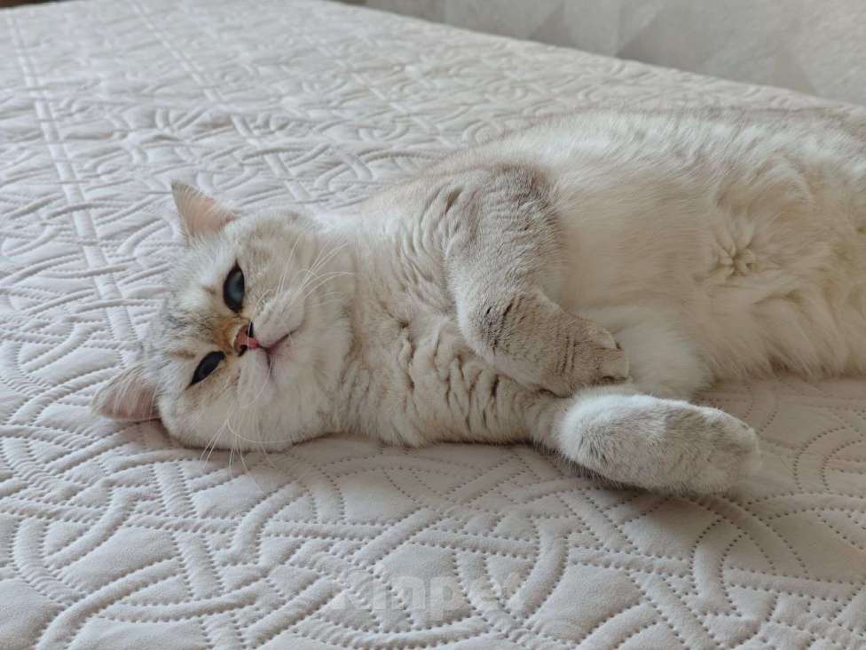 Кошки в Тюмени: Отдам британскую шиншиллу Девочка, Бесплатно - фото 2