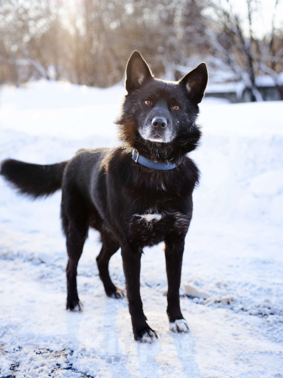 Собаки в Москве: Гаспар, 3 года. Ласковый, послушный пёс в муниципальном приюте. Мальчик, Бесплатно - фото 4