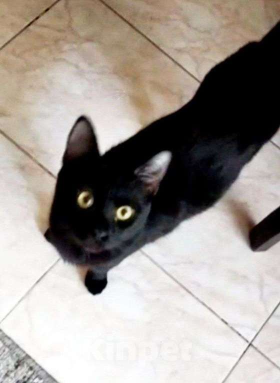 Кошки в Москве: Черный молодой особенный котик Мальчик, Бесплатно - фото 2