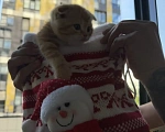 Кошки в Санкт-Петербурге: Шотландские вислоухие котята Разнополые, 18 000 руб. - фото 7