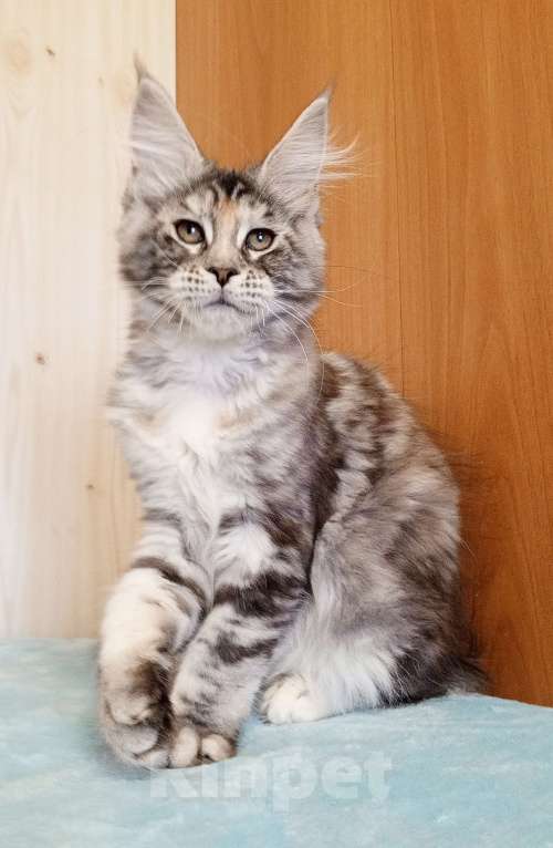 Кошки в Владимире: Мейн-кун кошечка - серебристая черепашка Девочка, 50 000 руб. - фото 4
