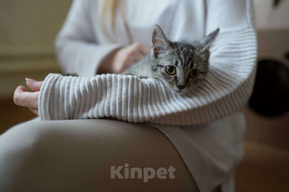 Кошки в Москве: Мелисса в поисках дома Девочка, Бесплатно - фото 4