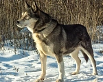 Собаки в Москве: Добрейший пёс в добрые руки  Мальчик, Бесплатно - фото 5