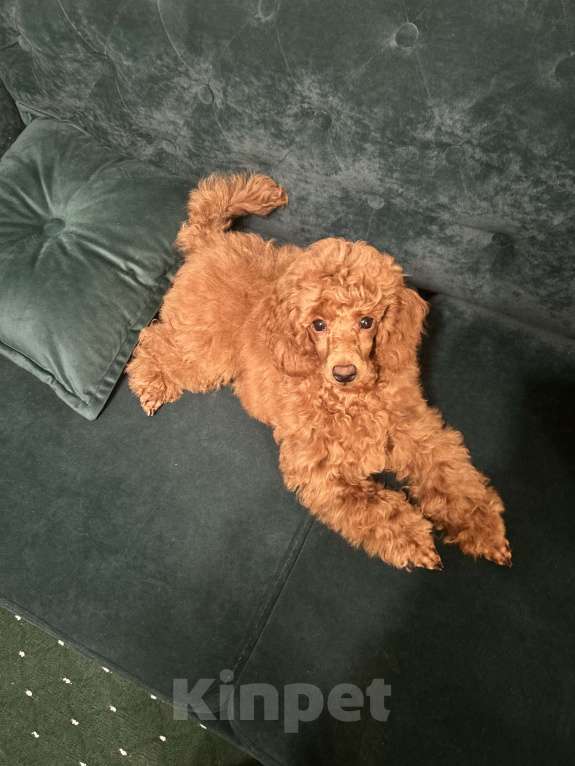 Собаки в Санкт-Петербурге: Щенок миниатюрного пуделя кобель  ищет добрых и любимых хозяев Мальчик, 100 000 руб. - фото 7