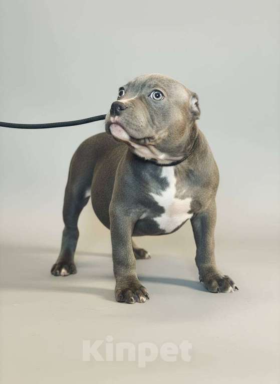 Собаки в других городах Московской области: Американский Булли Мальчик, 150 000 руб. - фото 3