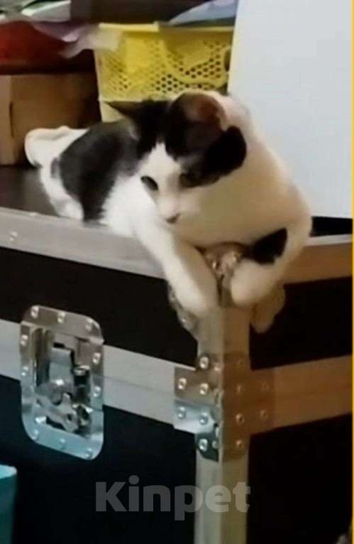 Кошки в Москве: Молодая ласковая Зая 5 мес Девочка, Бесплатно - фото 5