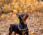 Собаки в Иваново: Вязка, 1 руб. - фото 4