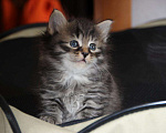 Кошки в Ливны: Сибирские котята, 5 000 руб. - фото 1