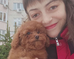 Собаки в Москве: Продам Мальчик, 85 000 руб. - фото 3