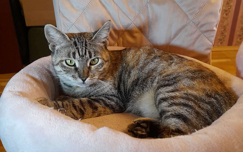 Тигруша ищет теплый дом и доброе сердце