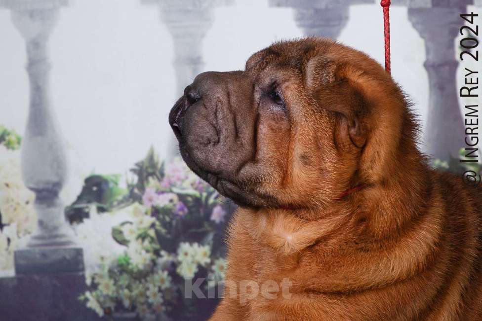 Собаки в Москве: Махагоновая шарпей Девочка, 40 000 руб. - фото 3