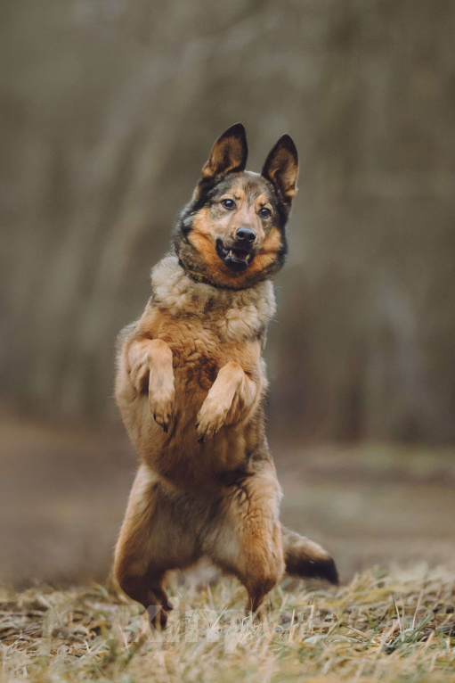 Собаки в Москве: Собака в добрые руки Девочка, Бесплатно - фото 2