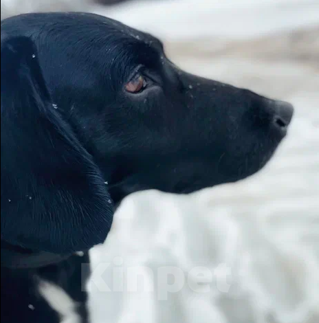 Собаки в Москве: Мира Девочка, Бесплатно - фото 2