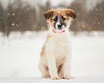 Собаки в других городах Московской области: Щенок в добрые руки Девочка, Бесплатно - фото 10