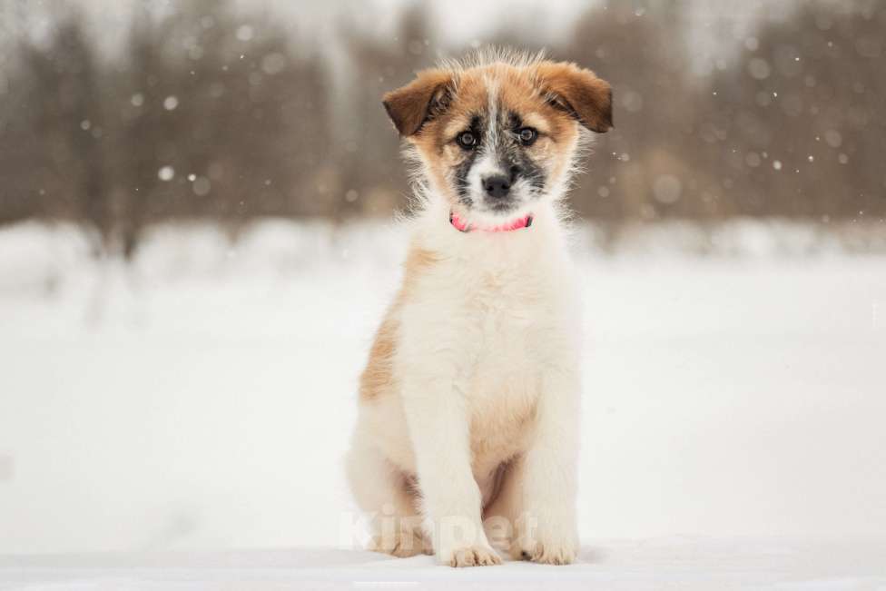 Собаки в других городах Московской области: Щенок в добрые руки Девочка, Бесплатно - фото 10