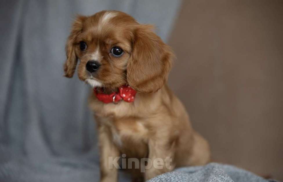 Собаки в Тарусе: Девочка Кавалер Кинг Чарльз Спаниель Девочка, 65 000 руб. - фото 2