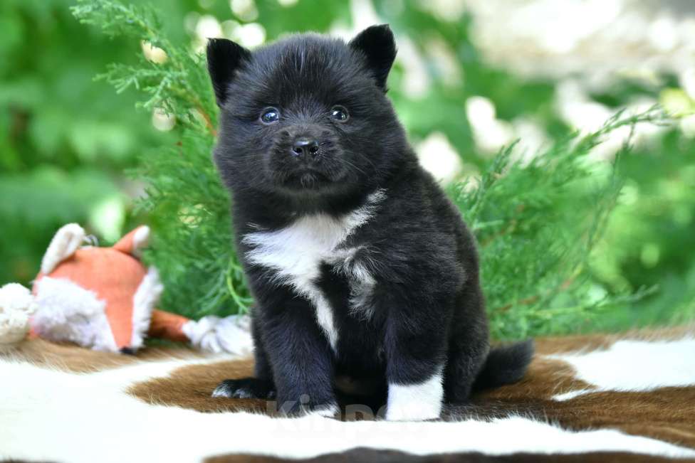 Собаки в Москве: Ненецкая оленегонная лайка, сука Ени-Кижи. Девочка, 60 000 руб. - фото 4