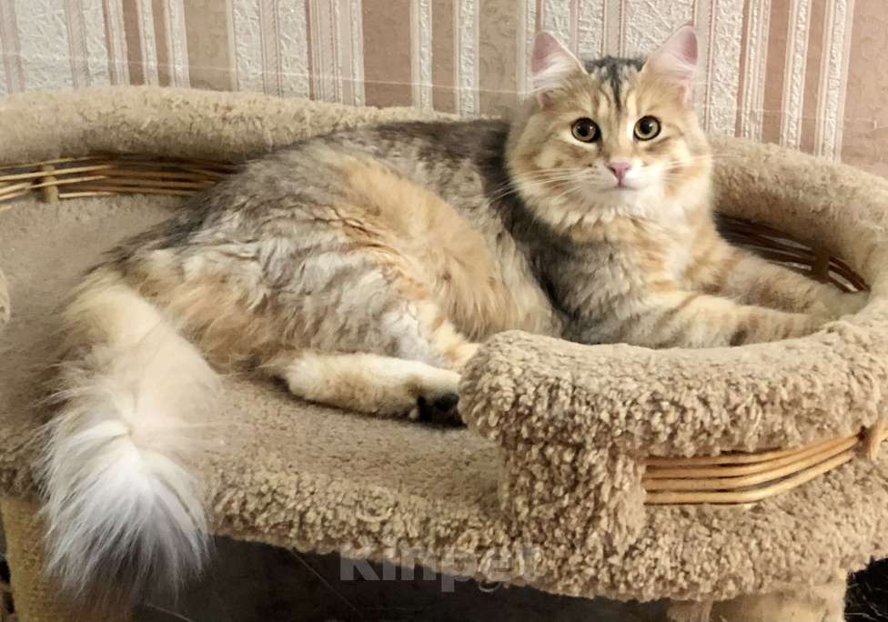 Кошки в Тюмени: Сибирский котёнок Мальчик, 35 000 руб. - фото 3