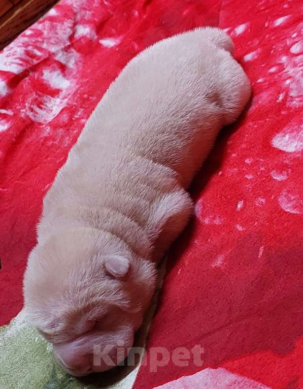 Собаки в Москве: Шарпейные девочки Девочка, 50 000 руб. - фото 6