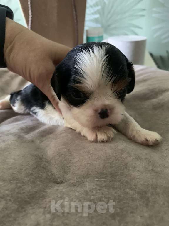 Собаки в Краснодаре: Девочки ККЧС ТРИКОЛОР Девочка, 70 000 руб. - фото 10