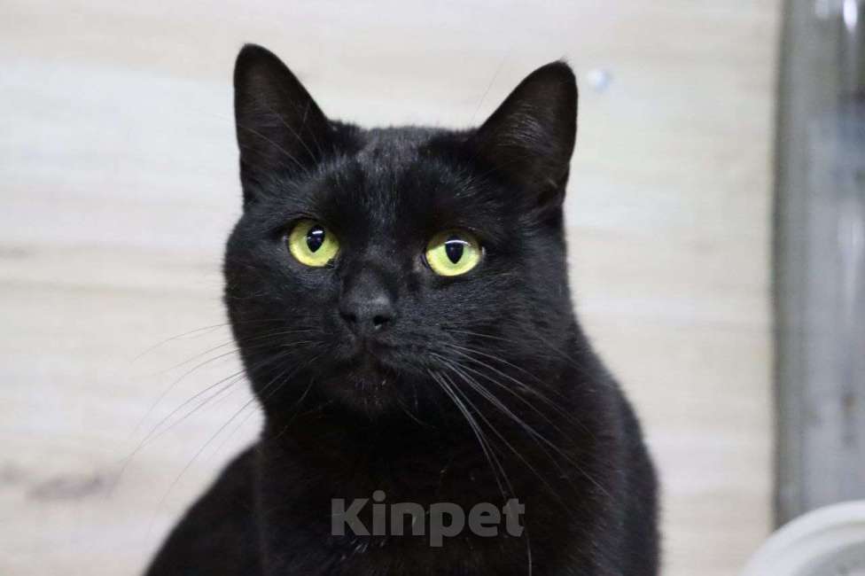 Кошки в Москве: Малечке очень нужен дом Девочка, Бесплатно - фото 1