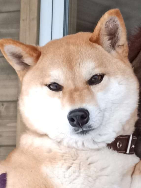 Собаки в других городах Московской области: Свободна малышка сиба ину Девочка, 80 000 руб. - фото 3