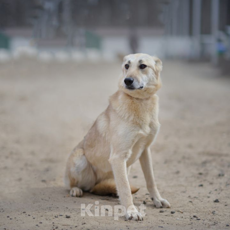 Собаки в Москве: Мишель Девочка, Бесплатно - фото 2