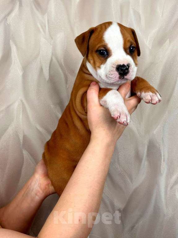 Собаки в Москве: Шикарные детки амстаффа  Мальчик, 30 000 руб. - фото 7