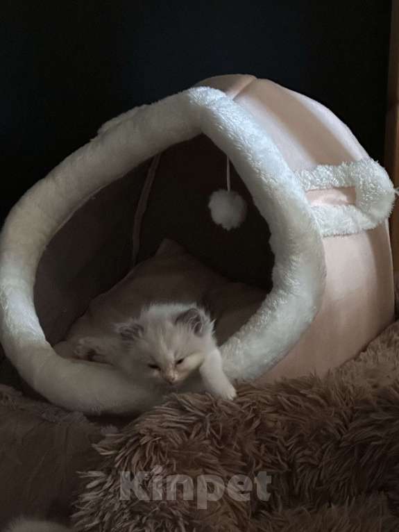 Кошки в Краснодаре: Регдолл сил биколор  Девочка, 20 000 руб. - фото 2