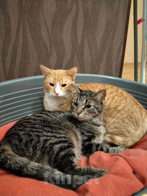 Кошки в Санкт-Петербурге: Котик Веня в добрые руки Девочка, Бесплатно - фото 2