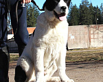 Собаки в Санкт-Петербурге: Щенки Алабая Мальчик, Бесплатно - фото 1