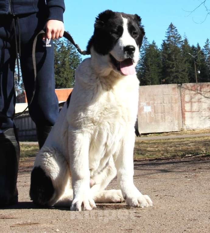 Собаки в Санкт-Петербурге: Щенки Алабая Мальчик, Бесплатно - фото 1