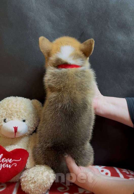 Собаки в других городах Московской области: Вельш корги пемброк мальчик  Мальчик, 38 000 руб. - фото 8