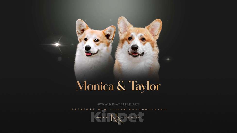 Собаки в Кемерово: Щенки вельш корги пемброк, мальчики Мальчик, 80 000 руб. - фото 1