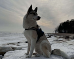Собаки в Зеленогорске: Потерялась собака! Мальчик, Бесплатно - фото 1