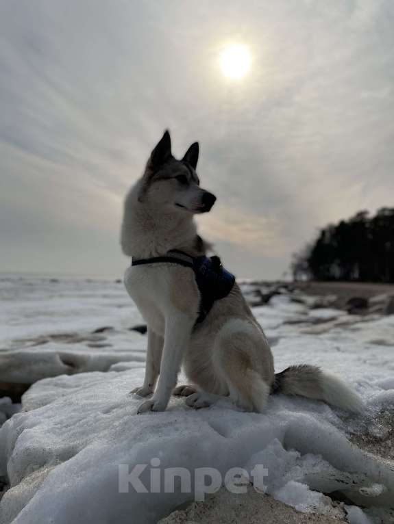 Собаки в Зеленогорске: Потерялась собака! Мальчик, Бесплатно - фото 1