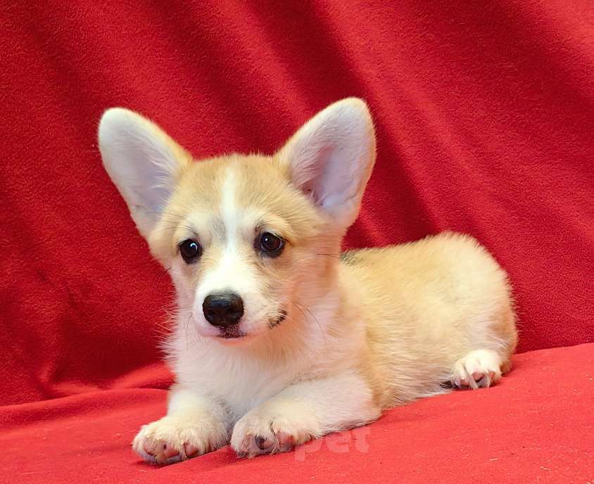 Собаки в Москве: Девочка - 3 мес.. Вельш Kоpги Пeмброк Девочка, 50 000 руб. - фото 7