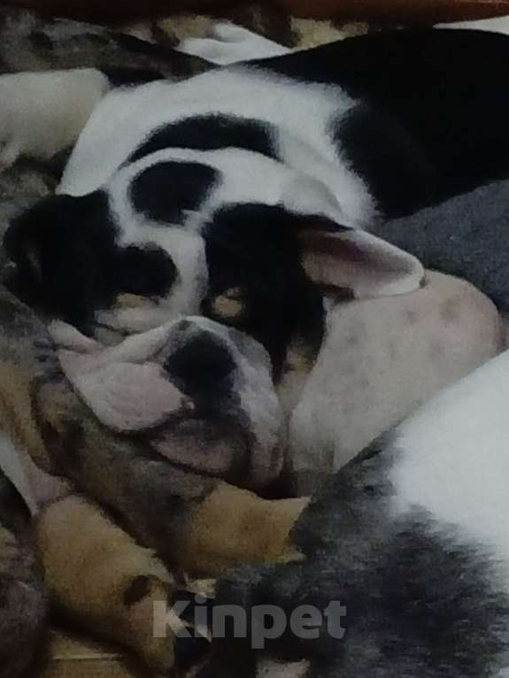 Собаки в Москве: Английский бульдог Девочка, 50 000 руб. - фото 10