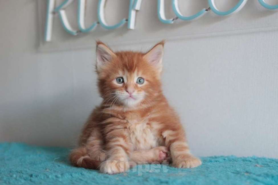 Кошки в Екатеринбурге: Котята мейнкун из питомника Ричкун- Екатеринбург Мальчик, 60 000 руб. - фото 6