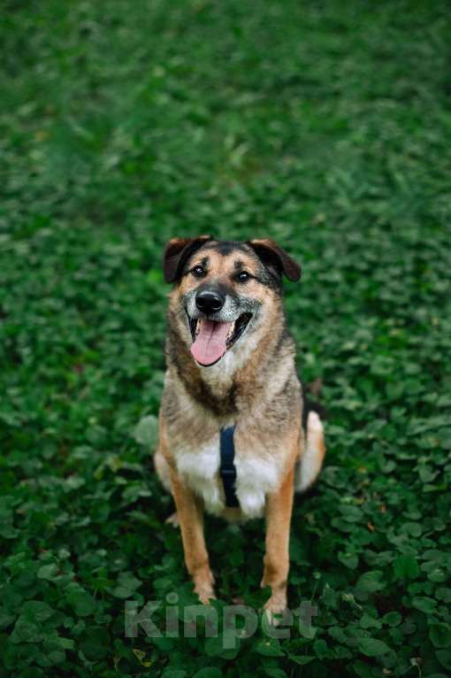 Собаки в Москве: Лучший Бро в добрые руки Мальчик, Бесплатно - фото 6