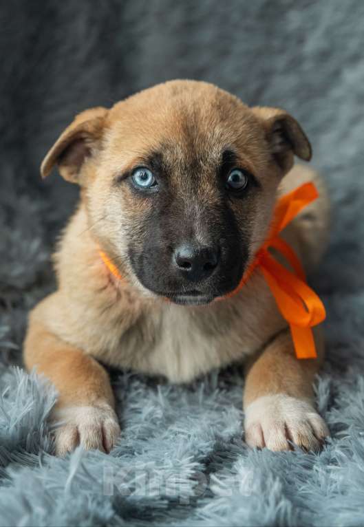 Собаки в Подольске: Маленькому Алмазу нужен дом  Мальчик, Бесплатно - фото 3