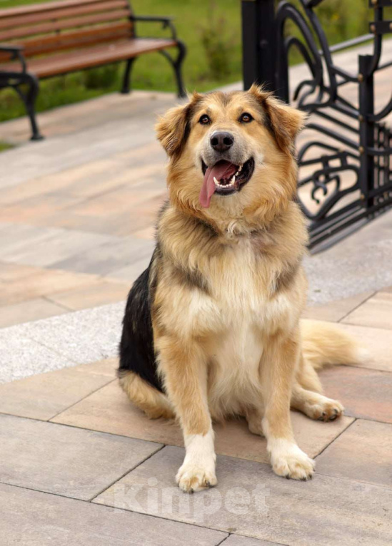 Собаки в Балашихе: Пушистая красотка Паппи в поиске дома Девочка, Бесплатно - фото 1