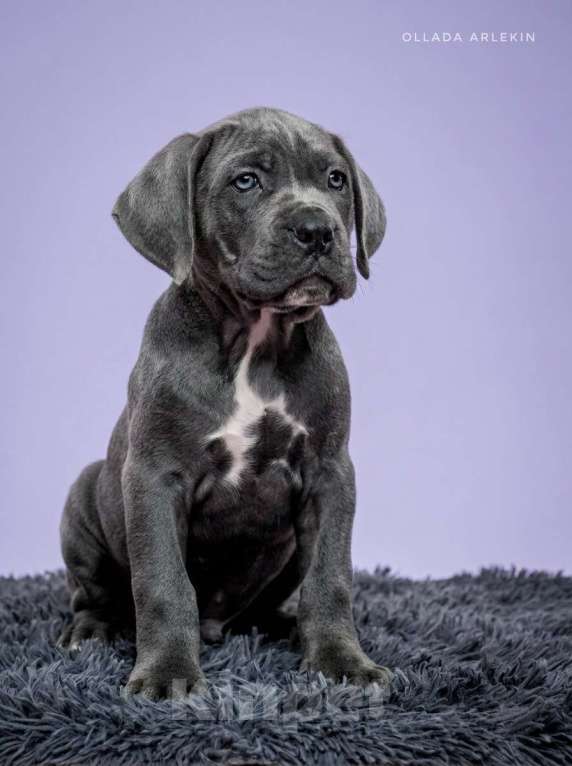 Собаки в Москве: Щенки кане корсо серого и черного окраса. Девочка, 100 000 руб. - фото 5