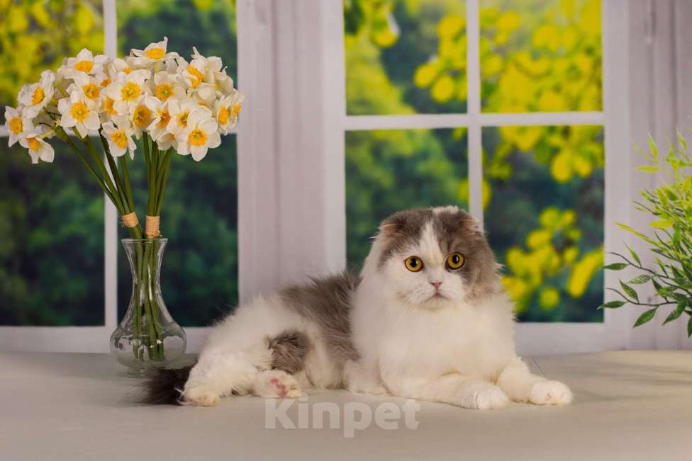 Кошки в Санкт-Петербурге: Вислоухая кошка Девочка, Бесплатно - фото 2