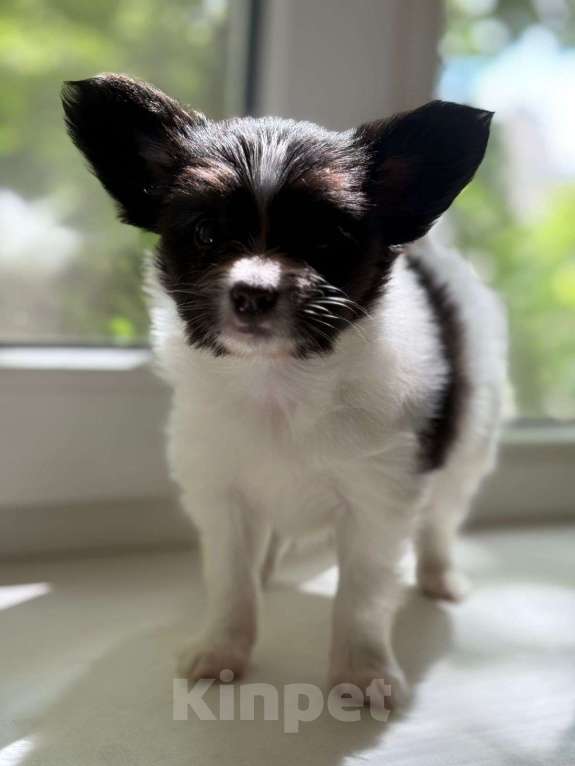 Собаки в Пятигорске: Щенок с прекрасной родословной и характеристиками  Мальчик, 50 000 руб. - фото 2