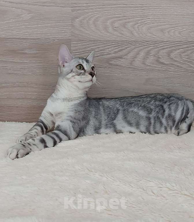 Кошки в Москве: Бенгальские котята  Мальчик, Бесплатно - фото 8