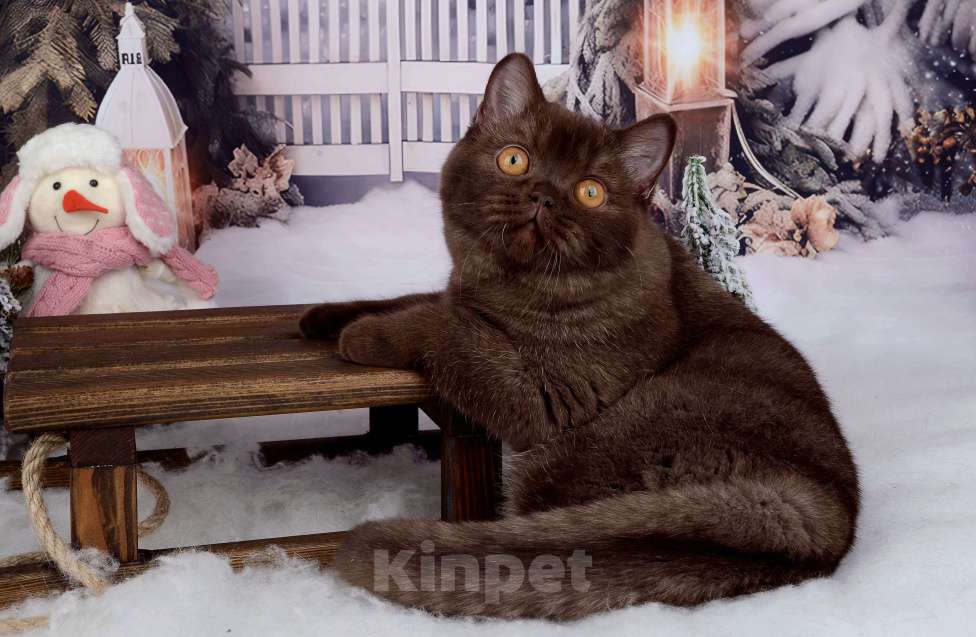 Кошки в Санкт-Петербурге: БРИТАНСКАЯ КОШЕЧКА ШОКОЛАДНОГО ОКРАСА Девочка, 8 000 руб. - фото 6