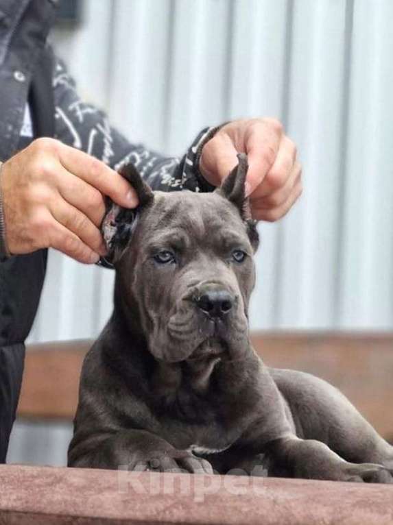 Собаки в других городах Московской области: Шикарные корсики Девочка, Бесплатно - фото 2